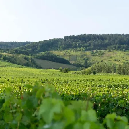 Romantischer Aufenthalt Mit Blick Auf Den Weinberg アパート *
