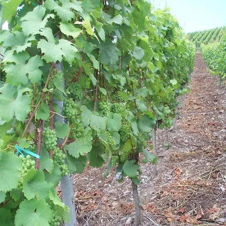 Romantischer Aufenthalt Mit Blick Auf Den Weinberg アパート *