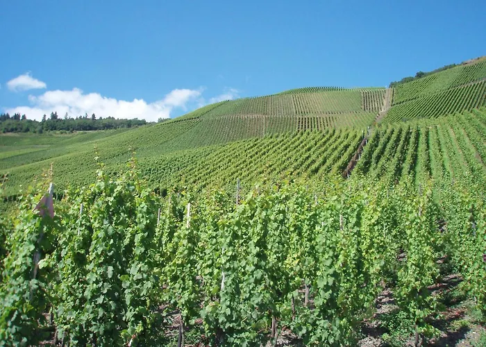 Romantischer Aufenthalt Mit Blick Auf Den Weinberg Appartement *