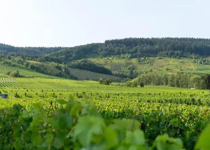 Romantischer Aufenthalt Mit Blick Auf Den Weinberg Appartement *