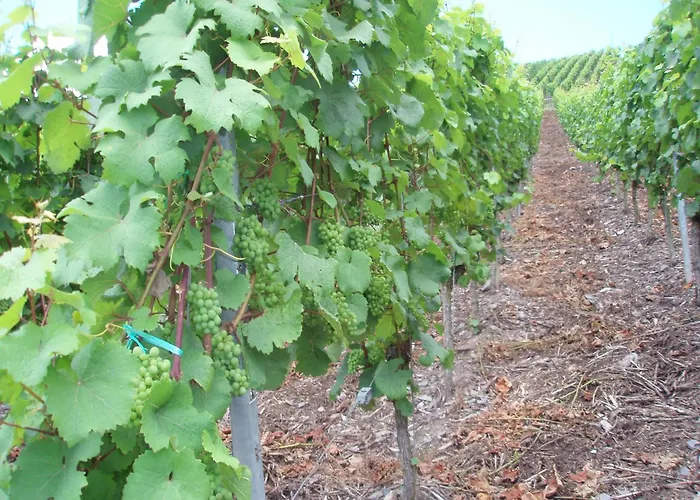 Romantischer Aufenthalt Mit Blick Auf Den Weinberg Apartamento *
